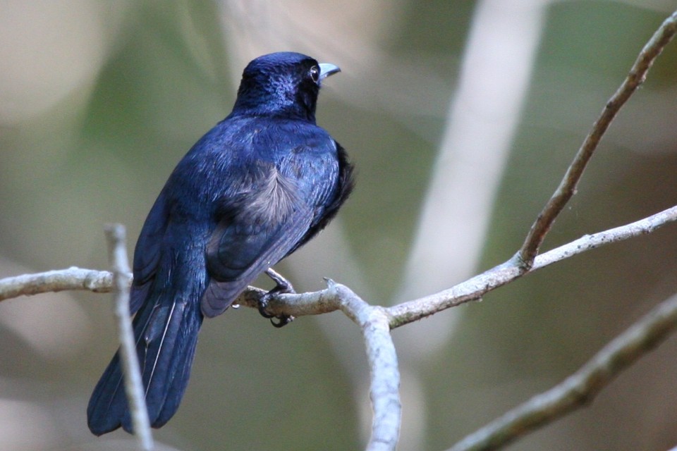 Shining Flycatcher (Myiagra alecto)